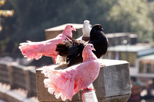 足球世界杯裁判否认偏袒传闻
